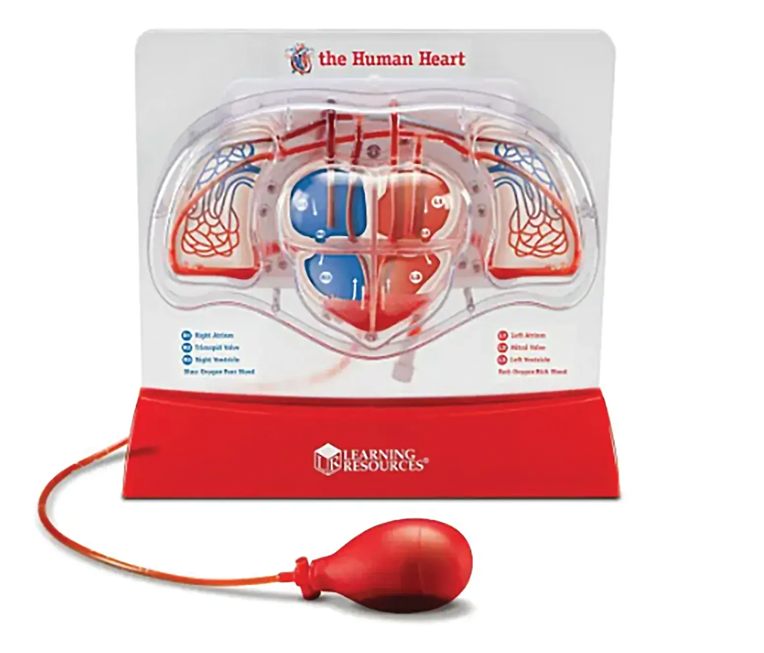 Pumping Heart Model