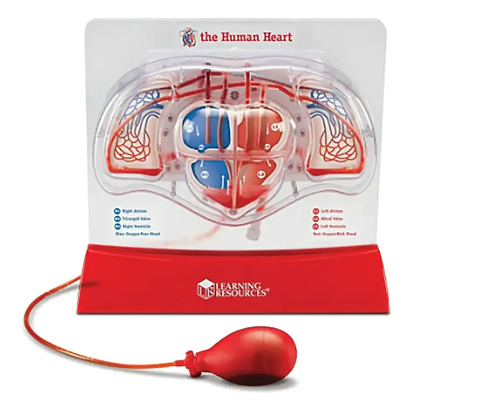 Pumping Heart Model