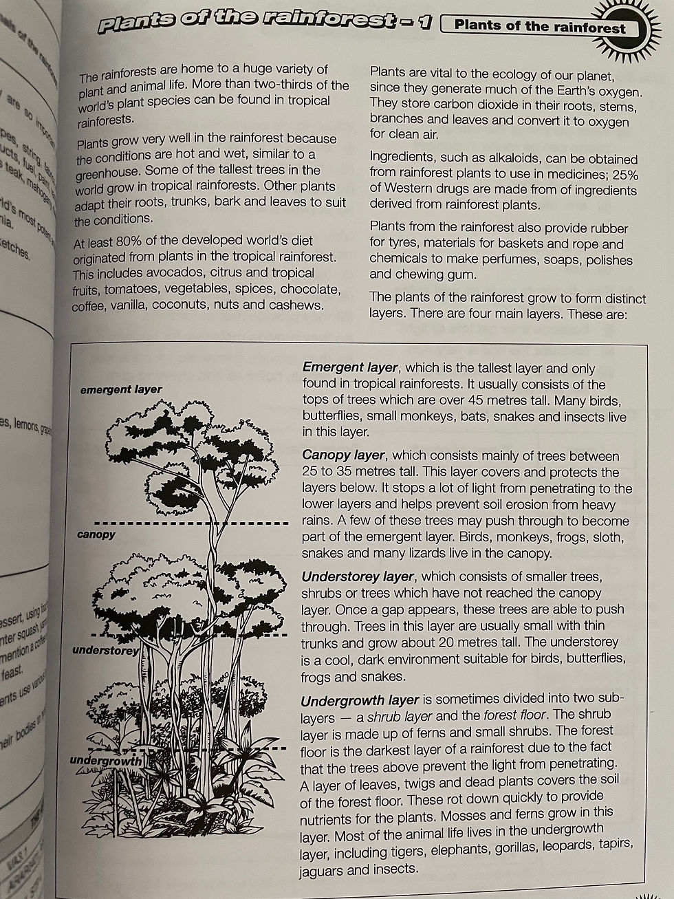 Thumbnail: RIC Publications Rainforest Ages 10+