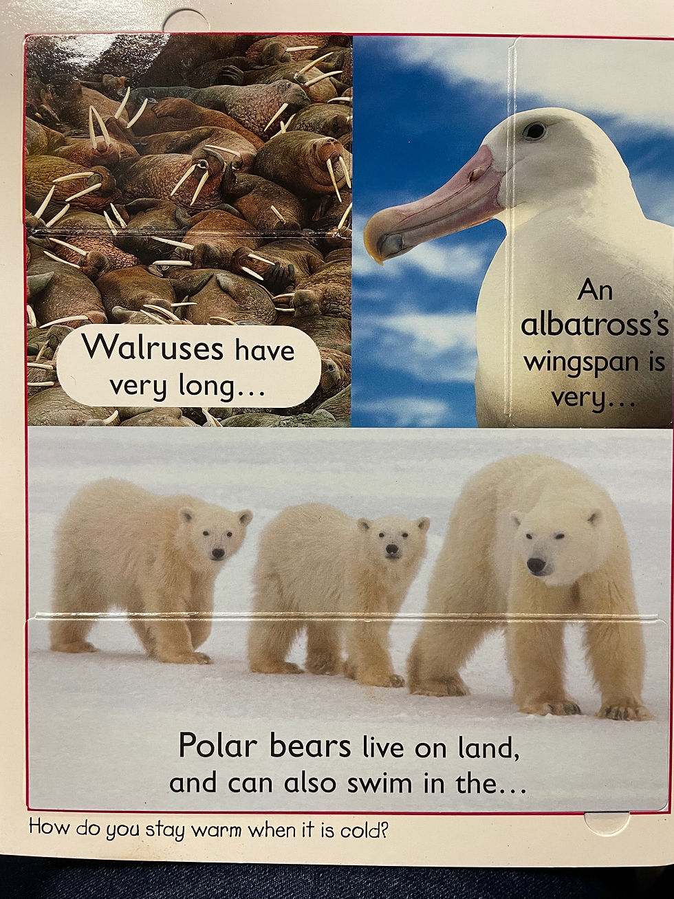 Thumbnail: Animals (Lift the Flap)
