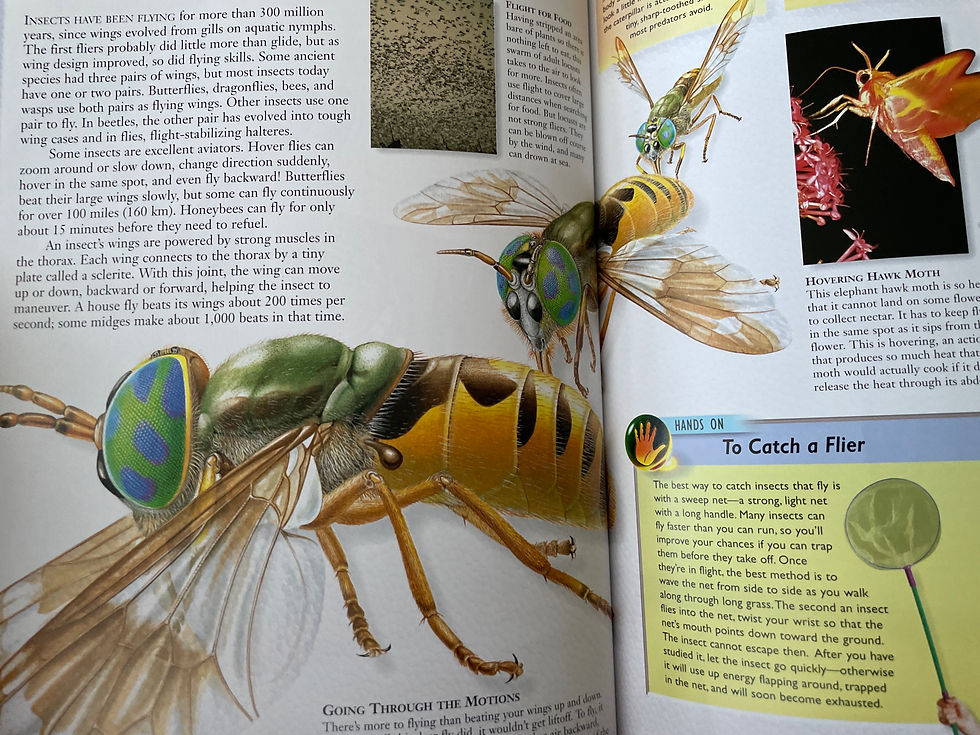Thumbnail: Pathfinders Insects & Spiders