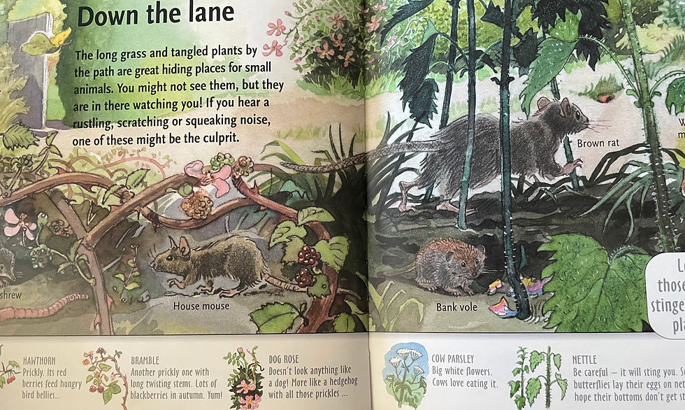 Thumbnail: Wild Things Town & Cities by Cathy & Tony Kerins 