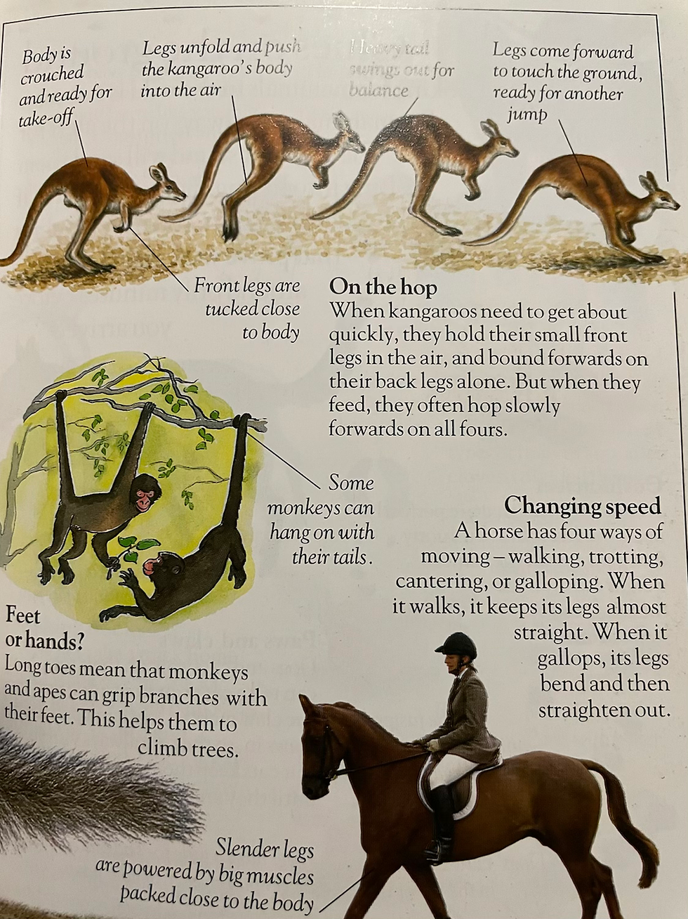 Thumbnail: DK Explorers Mammals by David Burnie 