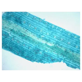 Thumbnail: Slide Set - Biology General - Set of 25