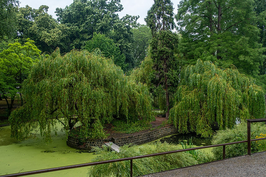 Willow Tree 001.jpg