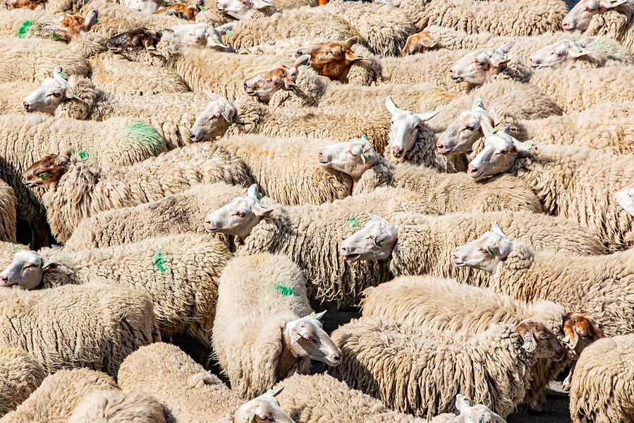 Sheep 001.jpg