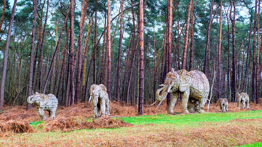 Elephants 001.jpg