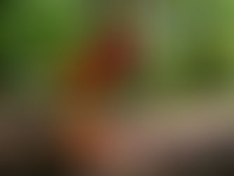 Beeldenbos een tuin van verbeelding en creativiteit - Odapark Venray