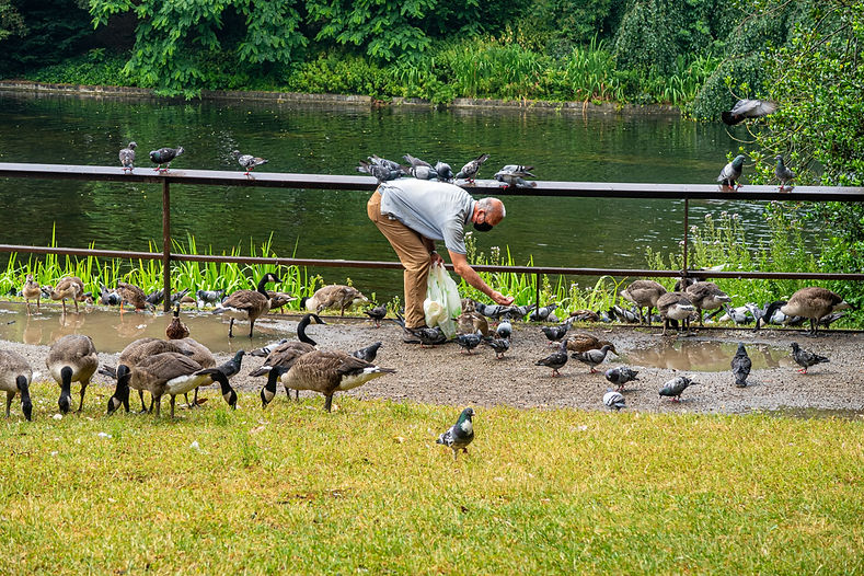 Pigeons 001.jpg