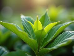 Como Aumentar Seu Tráfego Orgânico Hoje