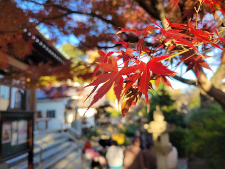 東久留米:紅葉🍁