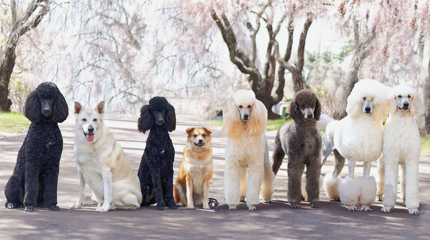 Legacy Poodles gang_edited_edited_edited