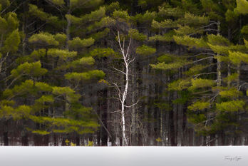 Lone Birch SIG (1 of 1).jpg
