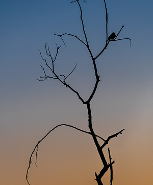 blackbird sunset (1 of 1).jpg