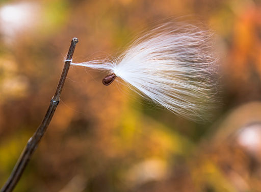 Flying Milkweed