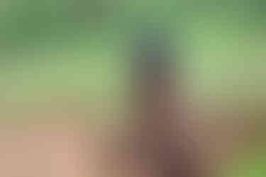 Agricoltura di emergenza nel Kivu Okapia Onlus