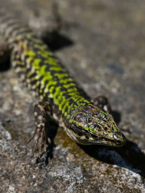 Animals 38