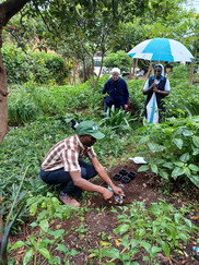 Agricoltura di emergenza nel Kivu Okapia Onlus