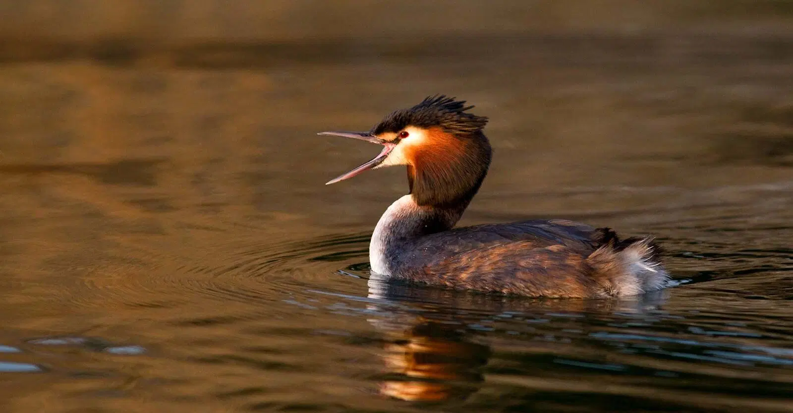 Podiceps-cristatus-Lazise-VR-web-aspect-ratio-1440-750.jpg.webp