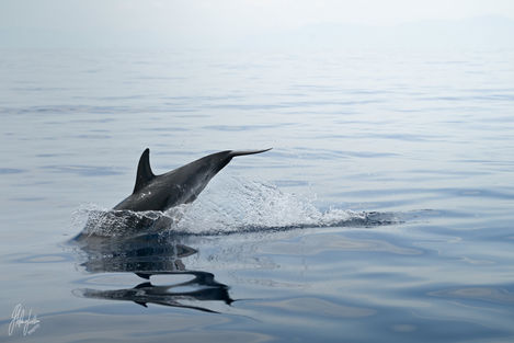 Animals 11
