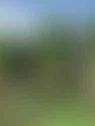 Agricoltura di emergenza nel Kivu Okapia Onlus