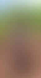 Agricoltura di emergenza nel Kivu Okapia Onlus