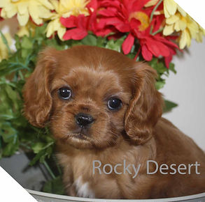 Sophie puppy1 copywrite.jpg