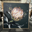 Thumbnail: Protea 100x100cm