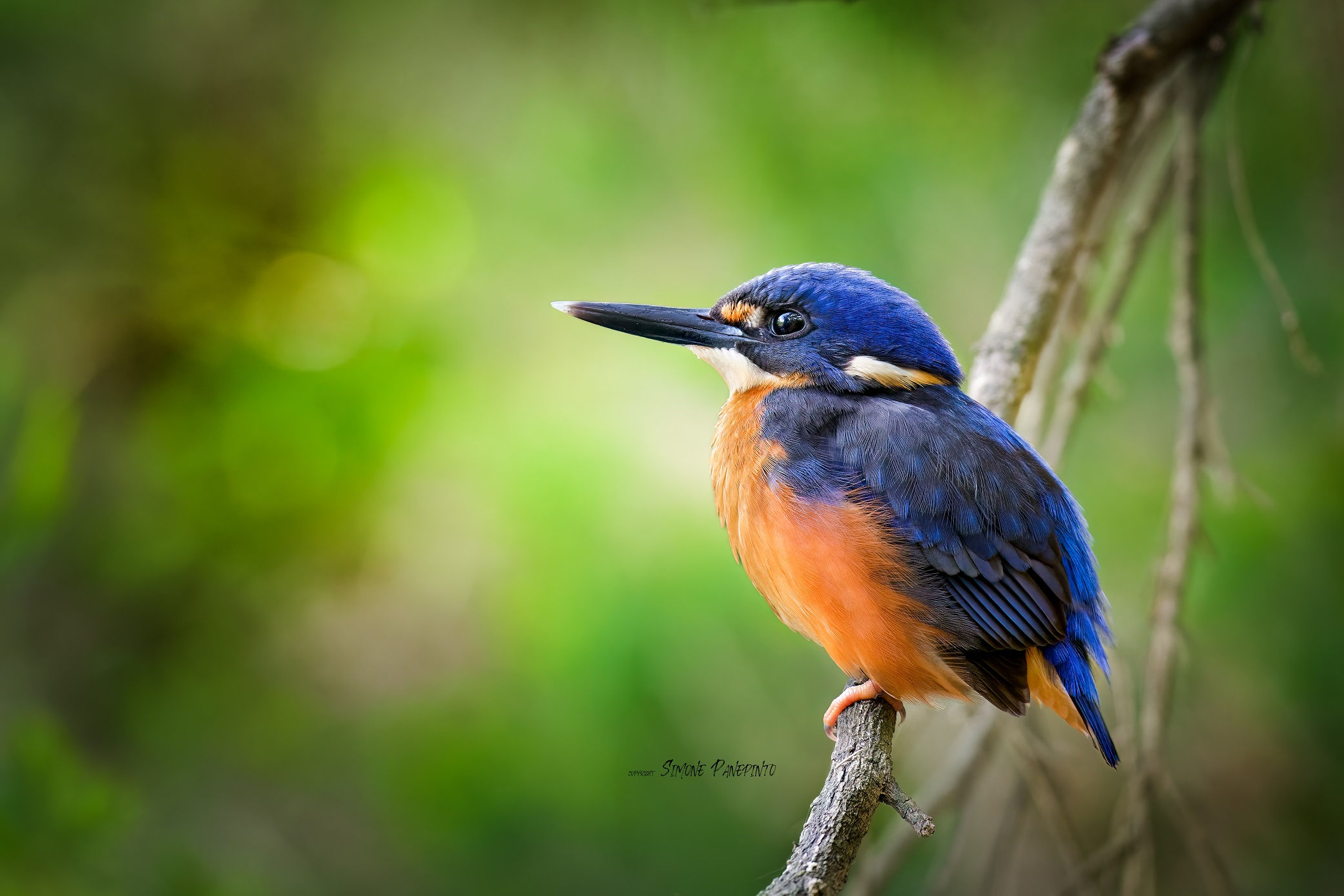 Azure Kingfisher
