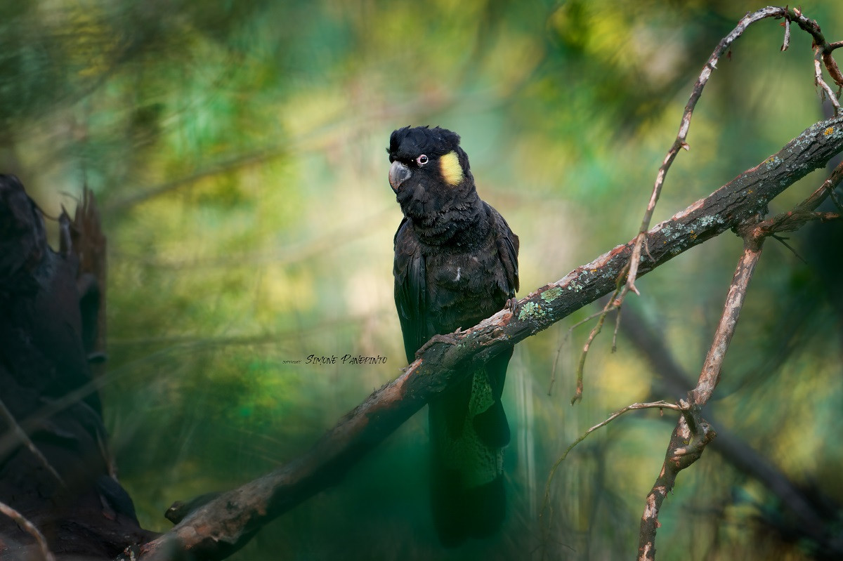 Yellow Tailed Black Cockatoo
