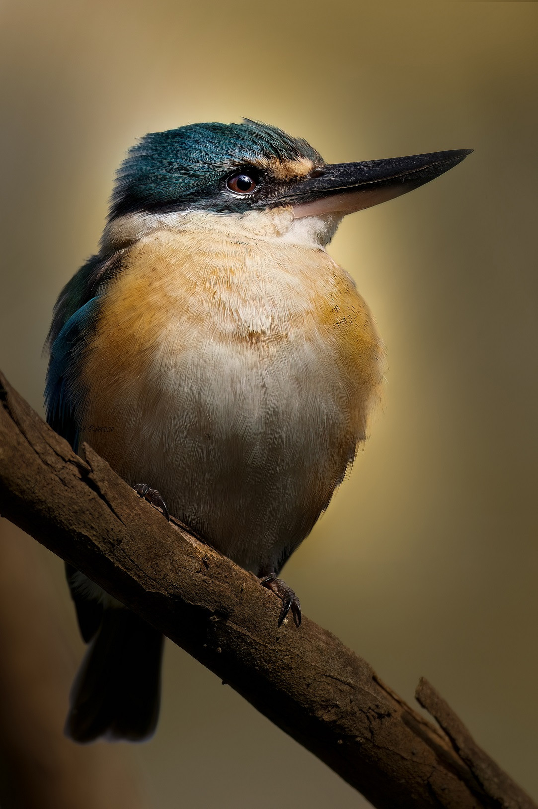 Sacred Kingfisher