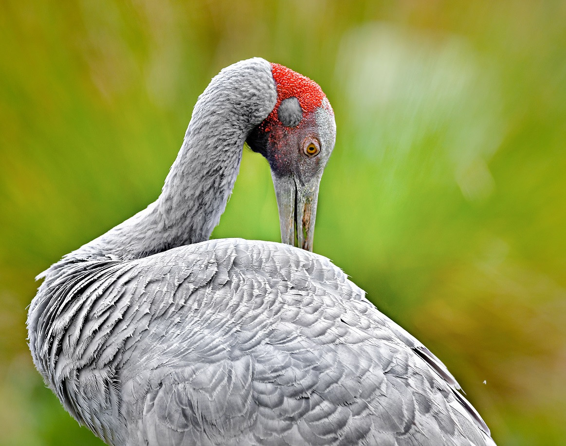 Brolga