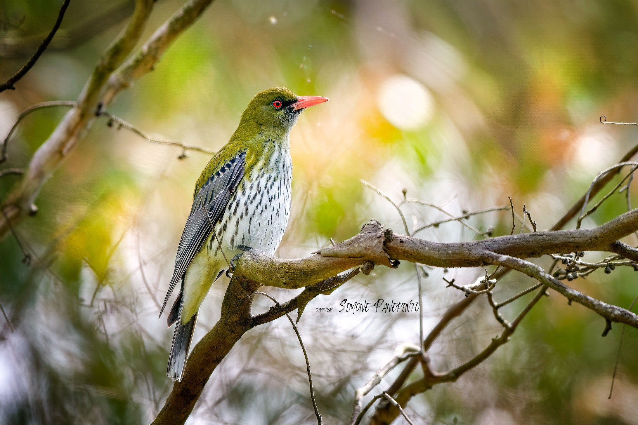 Olive Oriole