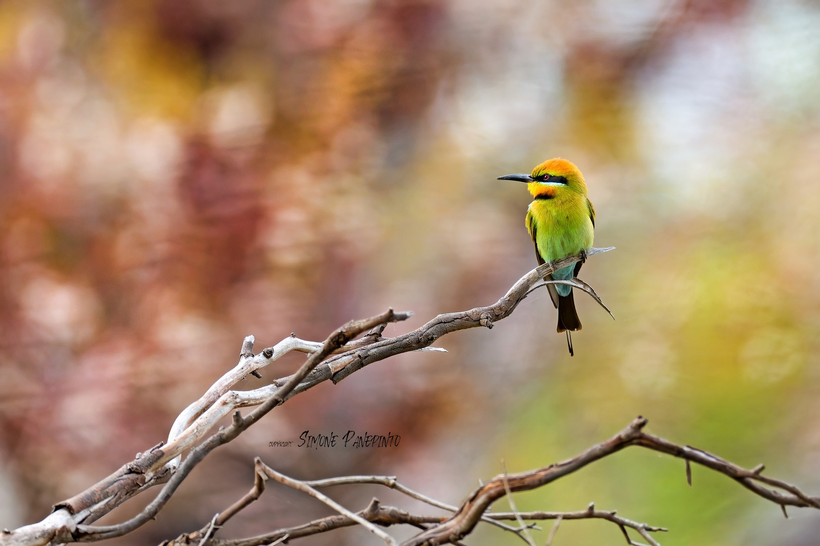 Rainbow Bee Eater