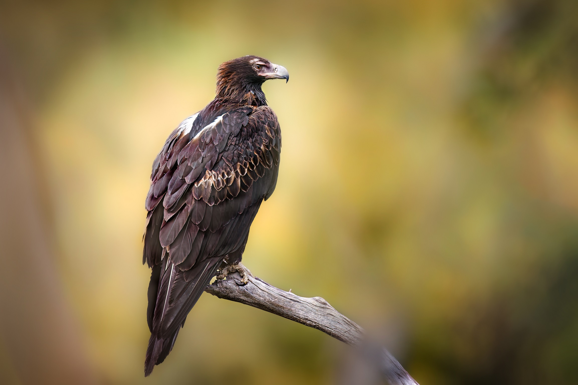Wadge tailed Eagle