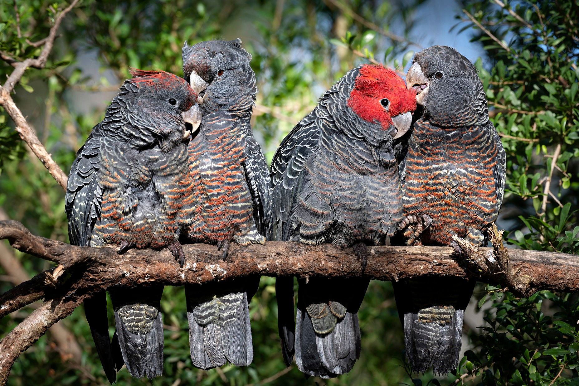 Gang Gang Cockatoo