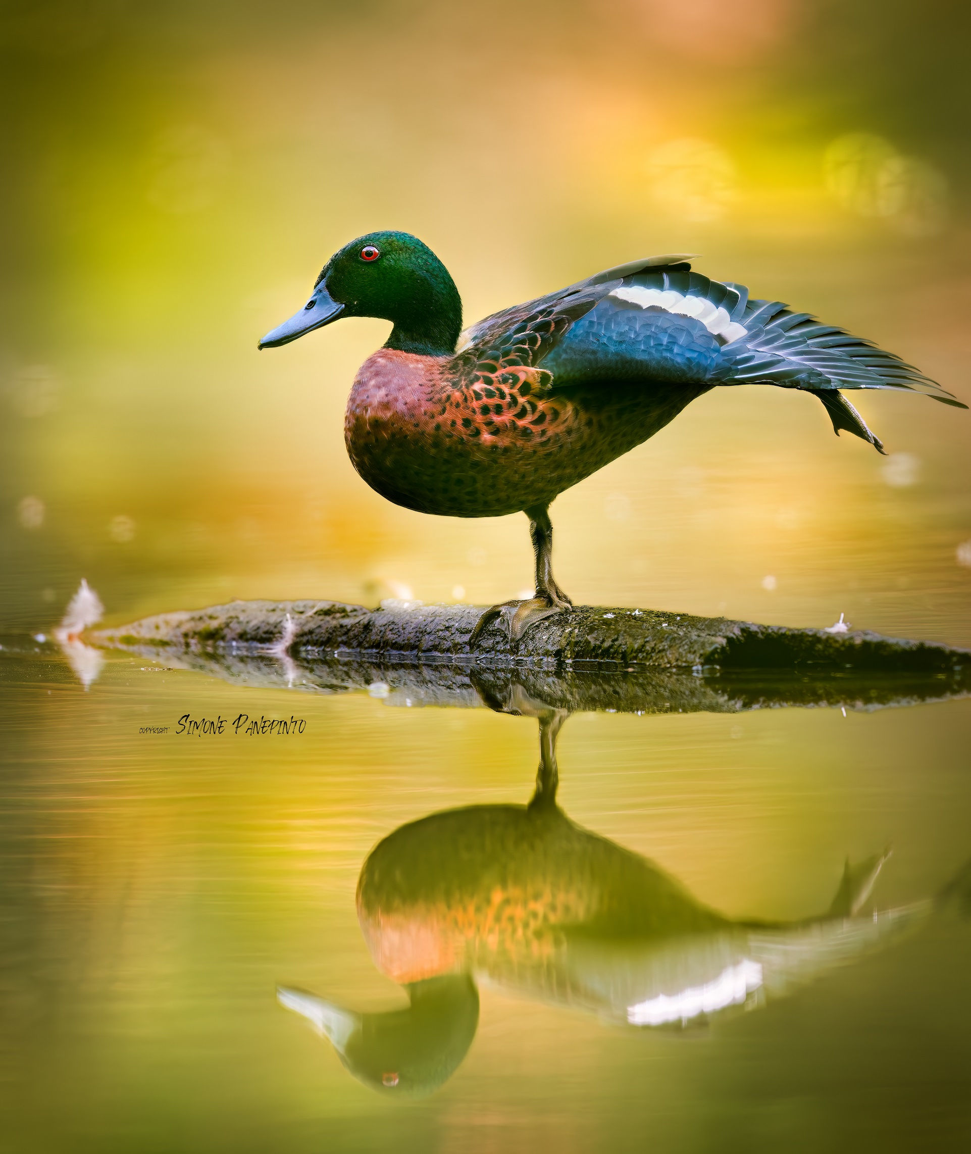 Chestnut Teal Duck