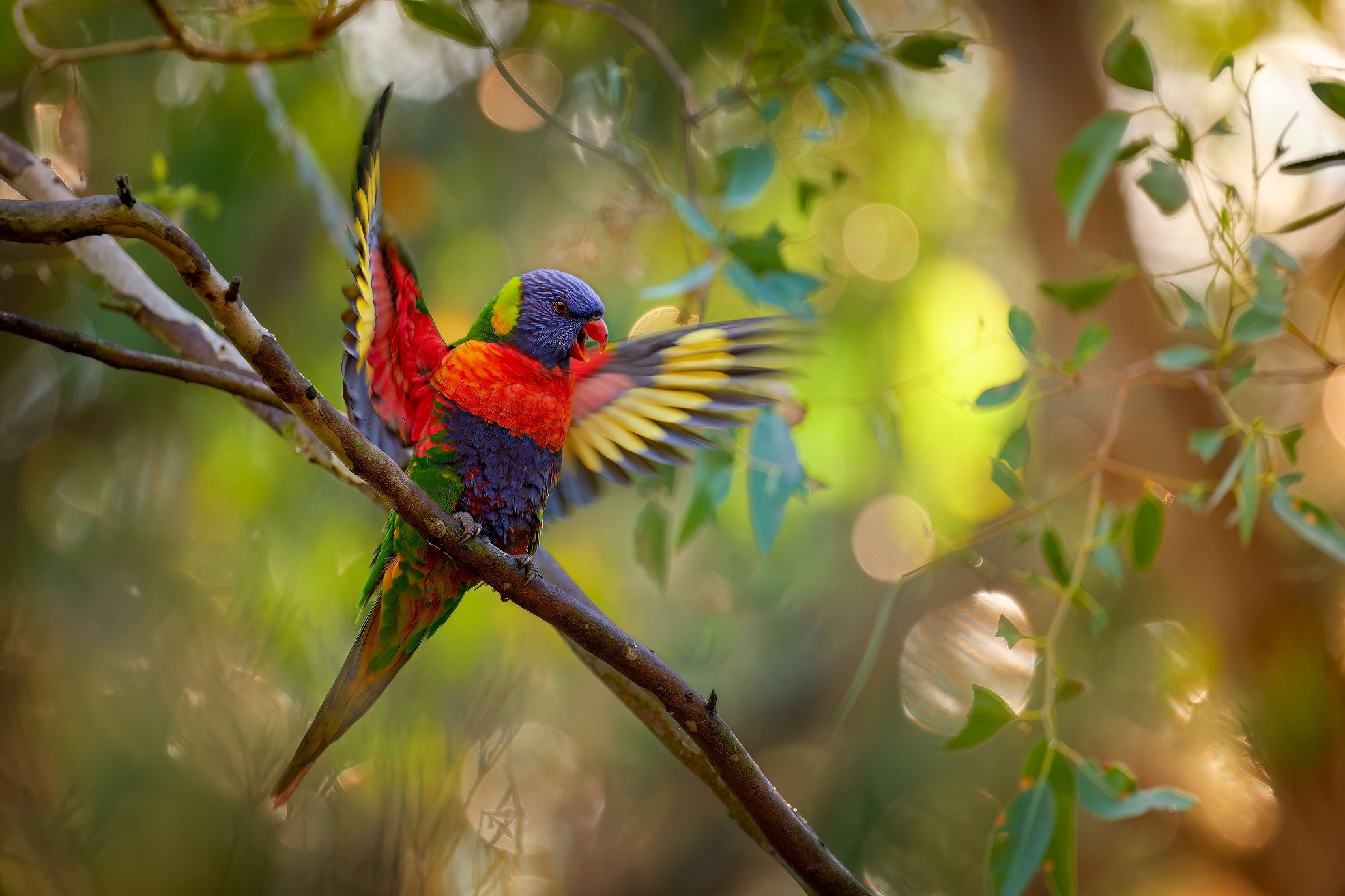 Rainbow Lorikeet