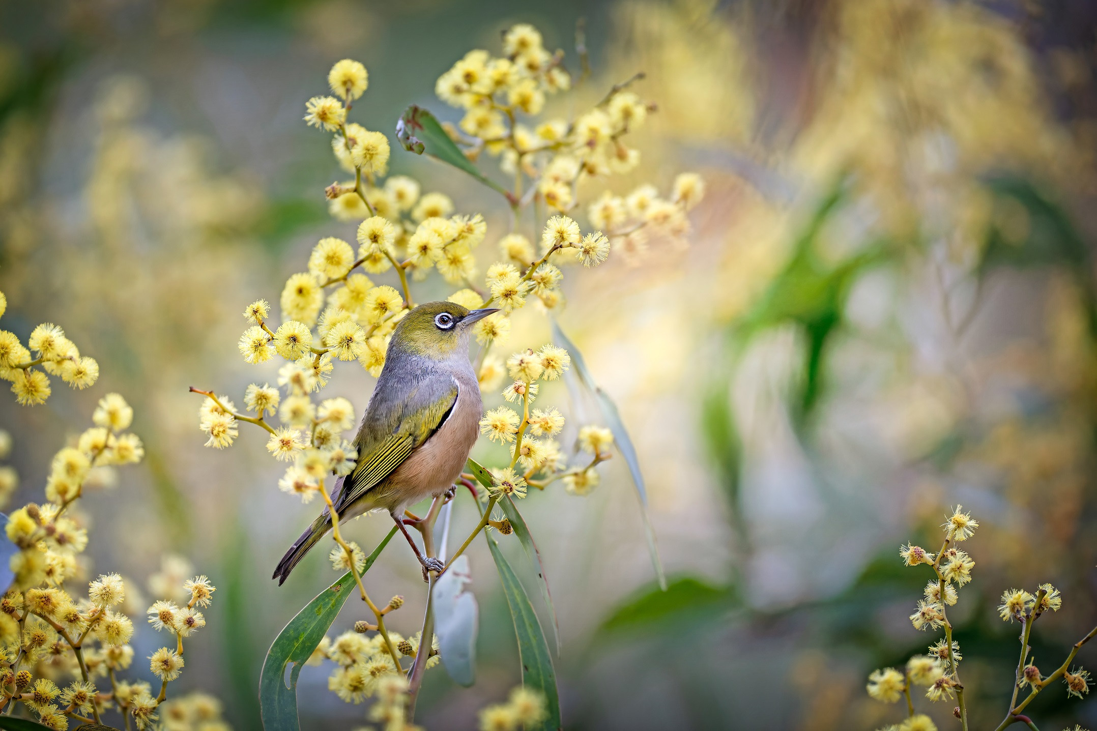 Silvereye
