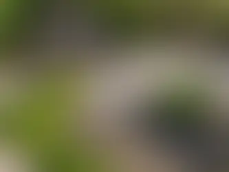 Top Reasons to Use Decorative Pebbles in Your Brisbane Backyard