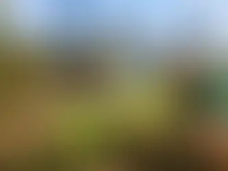 Choosing the Right Turf Supplier in South Brisbane for Quality Turf & Professional Laying