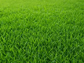 Why Wintergreen Couch Is the Best Value Turf for Queensland Homes