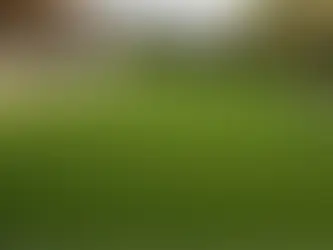 Sir Grange Zoysia for Luxury Brisbane Homes