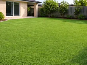 Zoysia Australis in Brisbane: Marketing Insights, Care Guide, and Tips for Long Term Lawn Success