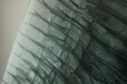 BLACK SWAN DETAIL