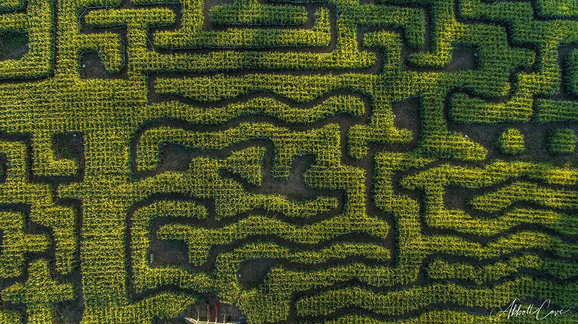 rn Maze 2.jpeg