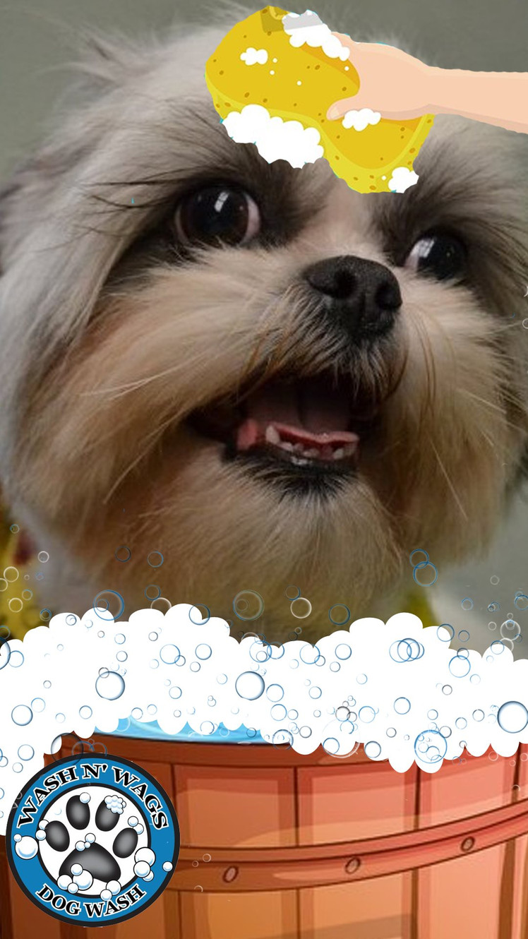 Dog wash salisbury cheap