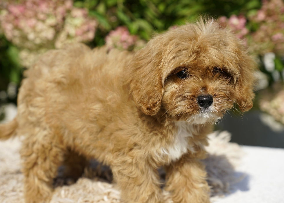 Cavapoo Puppy