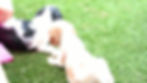 Cavalier King Charles Spaniel Puppy For Sale Indiana