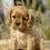 Thumbnail: Cavalier King Charles Spaniel Puppy